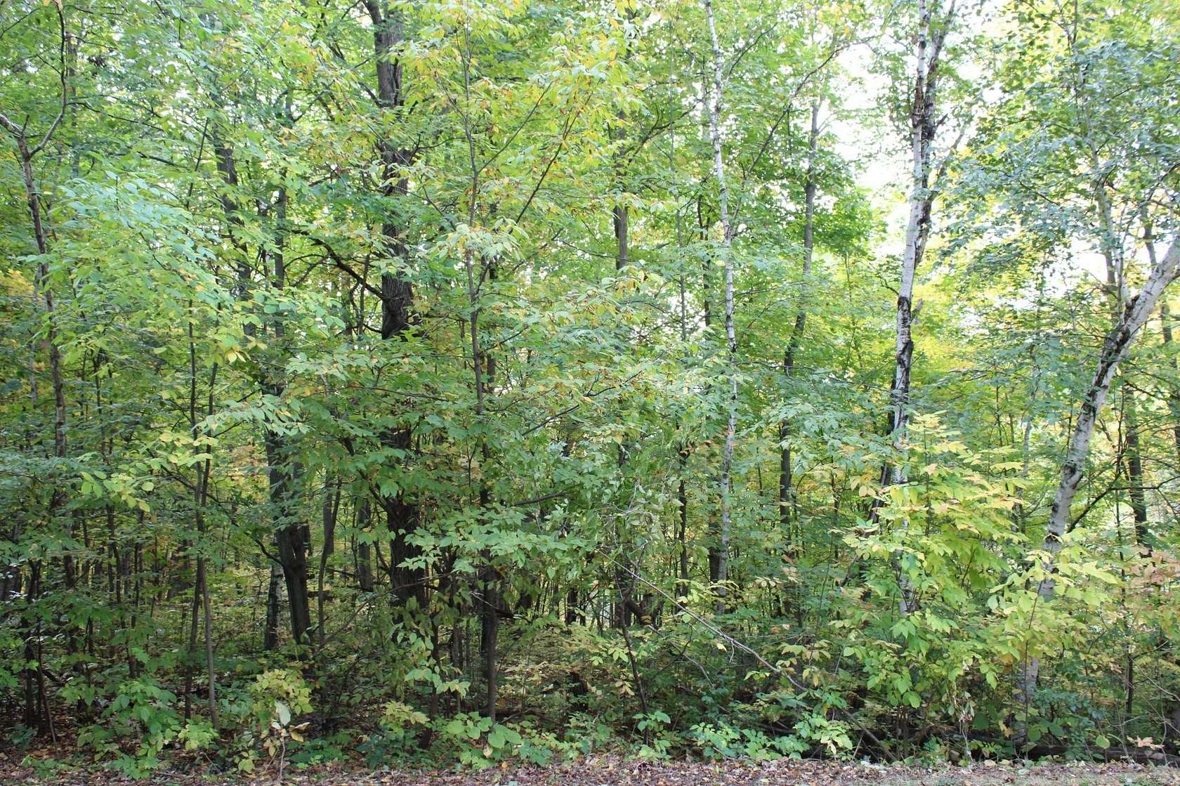 20.7 Acres of Recreational & Residential Land for Sale in Taylors Falls, Minnesota