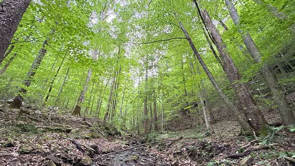 109 Acres of Recreational Land for Sale in Trenton, Georgia