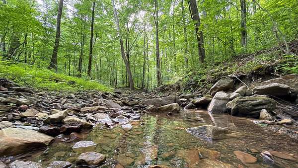 109 Acres of Recreational Land for Sale in Trenton, Georgia