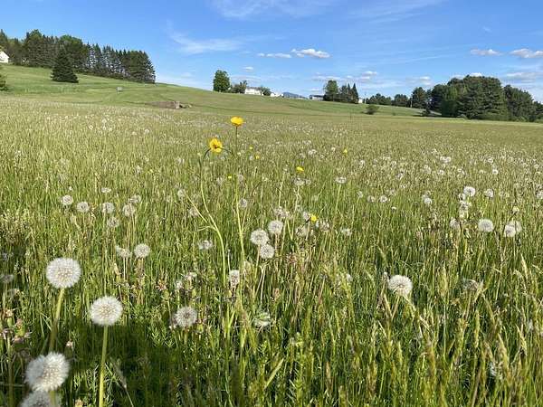 3.17 Acres of Residential Land for Sale in East Montpelier, Vermont
