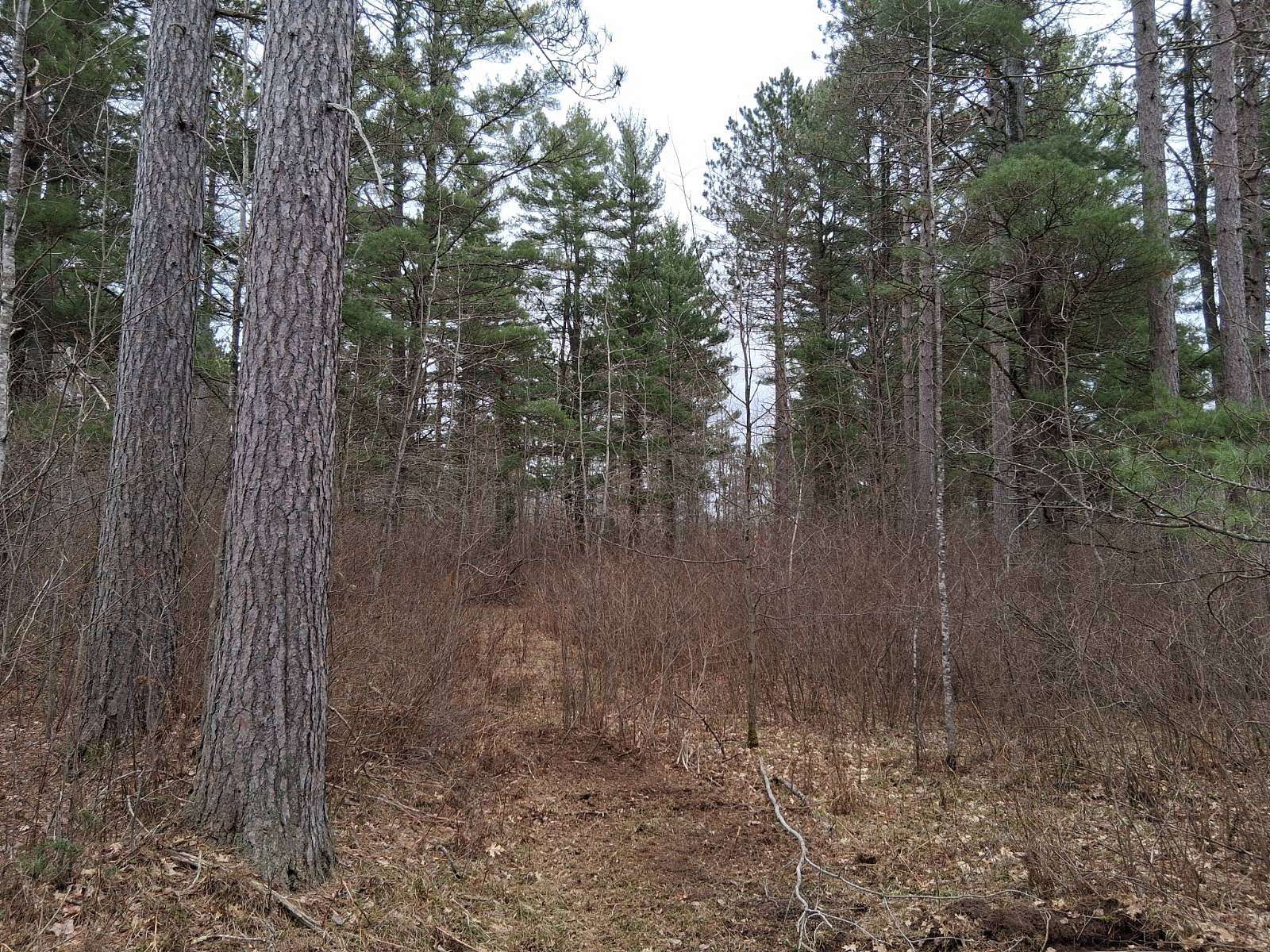 10 Acres of Recreational Land for Sale in Tomahawk, Wisconsin