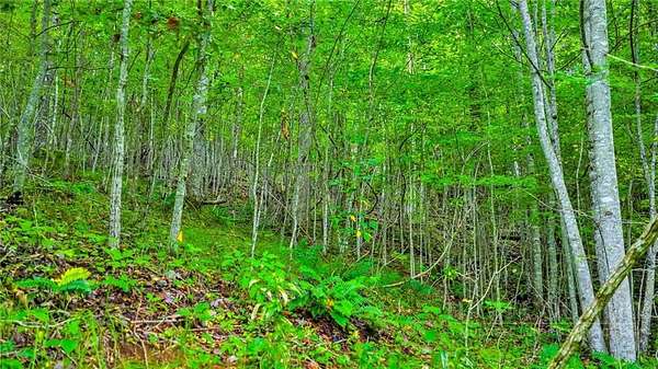 7.46 Acres of Land for Sale in Lansing, North Carolina
