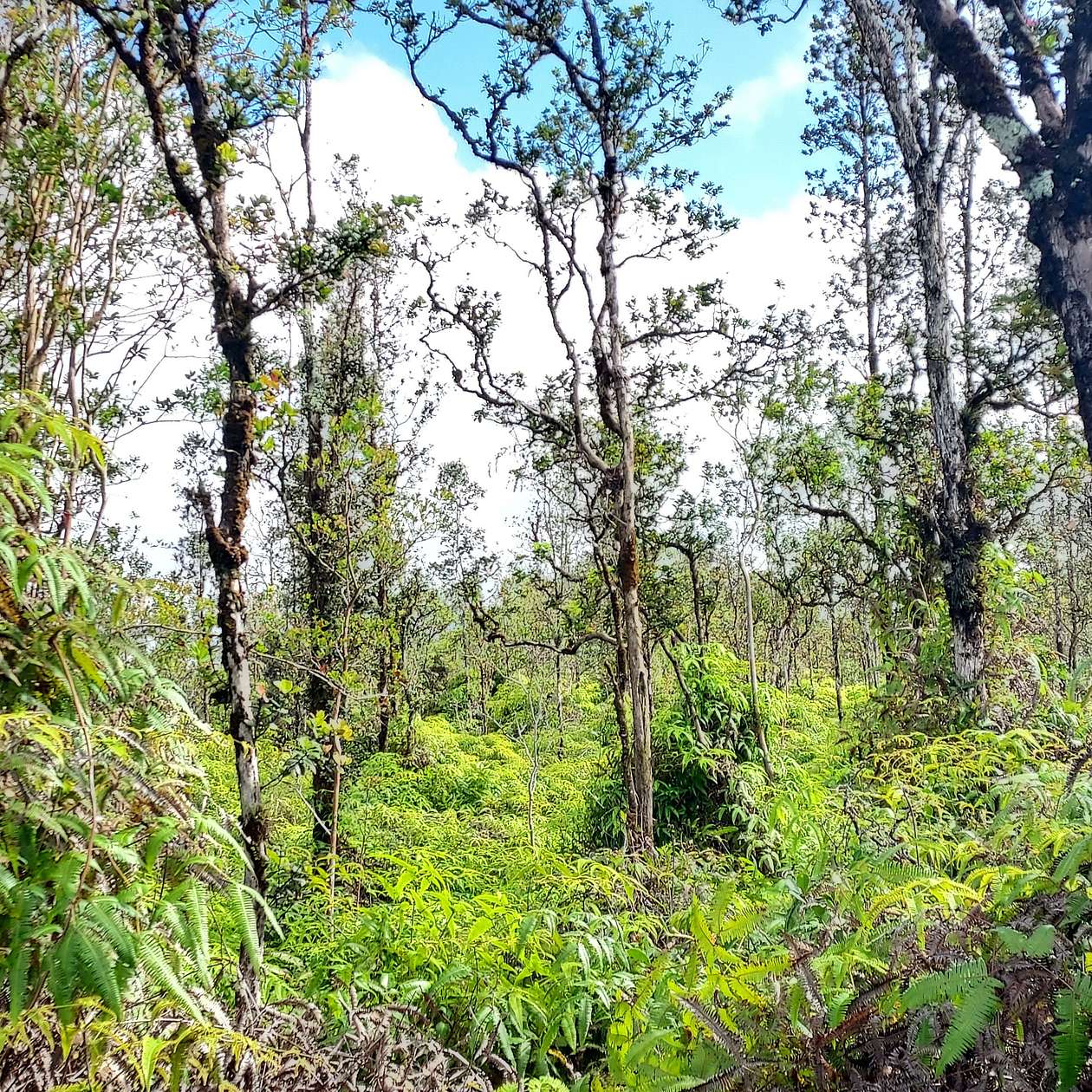 1 Acre of Residential Land for Sale in Mountain View, Hawaii