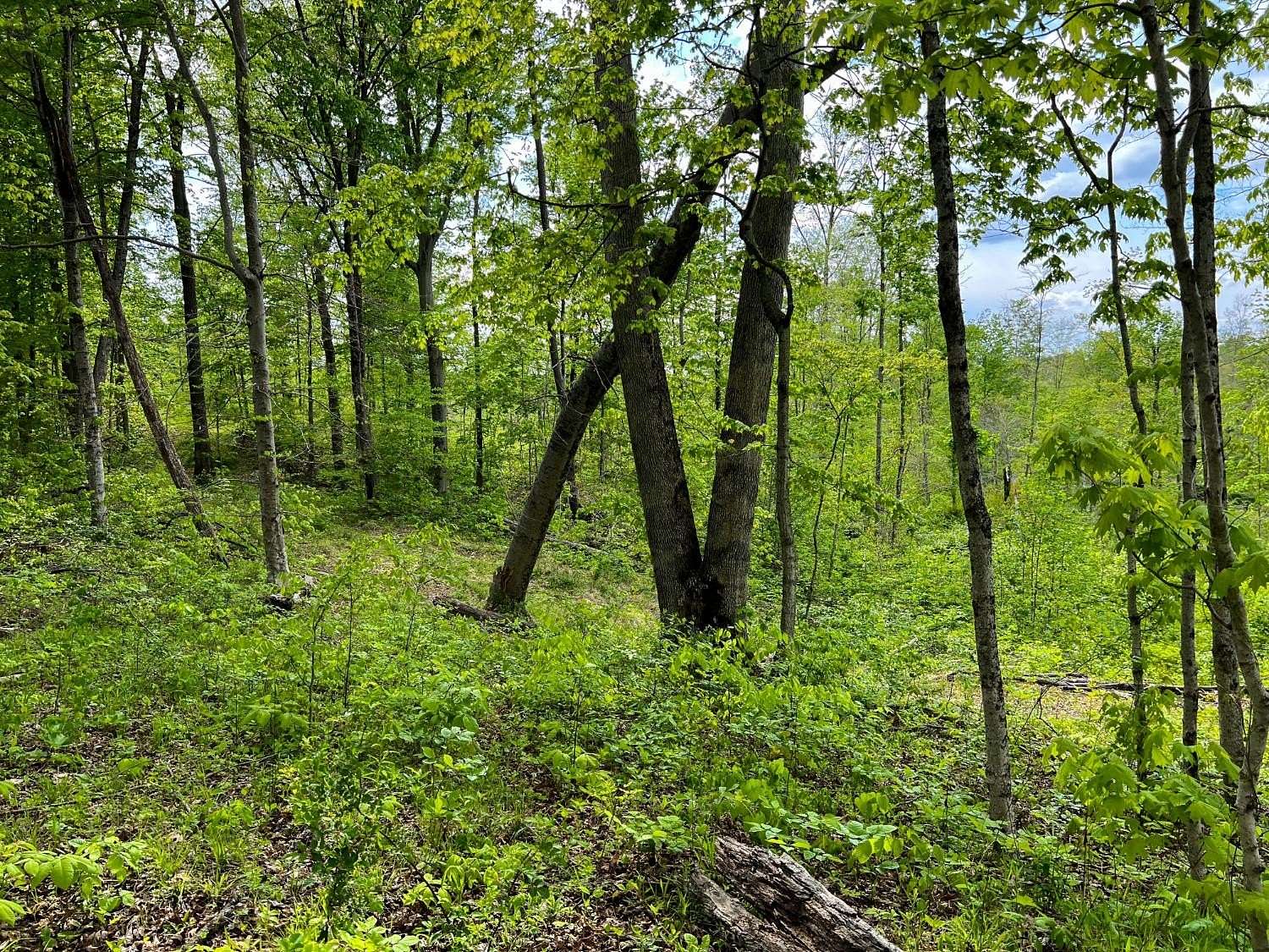 24.2 Acres of Land for Sale in Laurel, Indiana