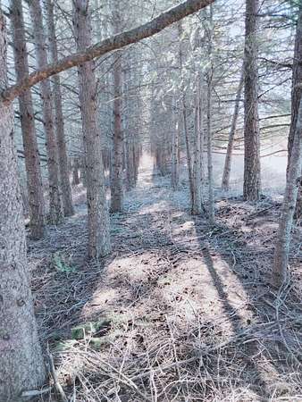 10 Acres of Land for Sale in East Jordan, Michigan