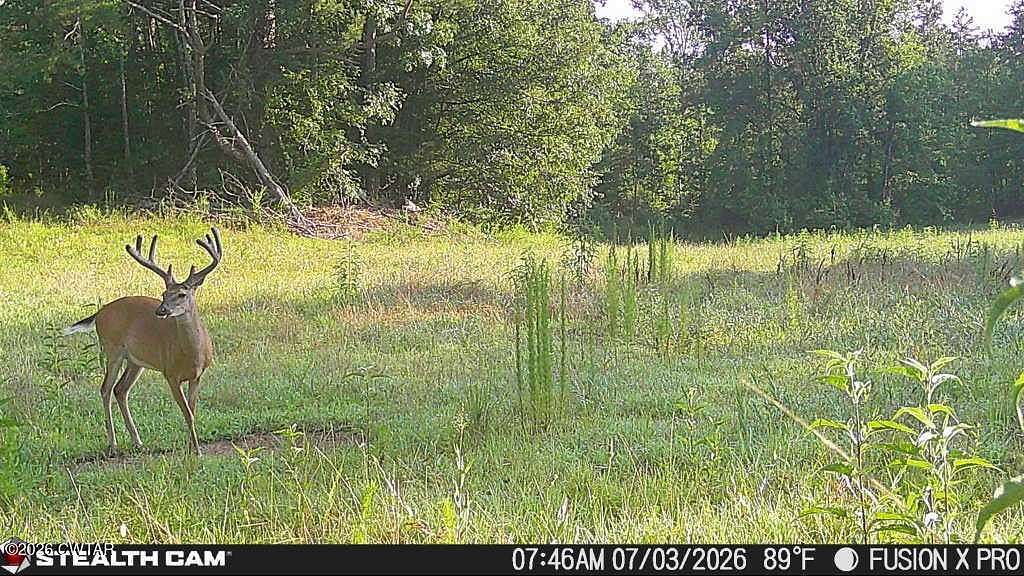 Land for Sale in Pocahontas, Tennessee