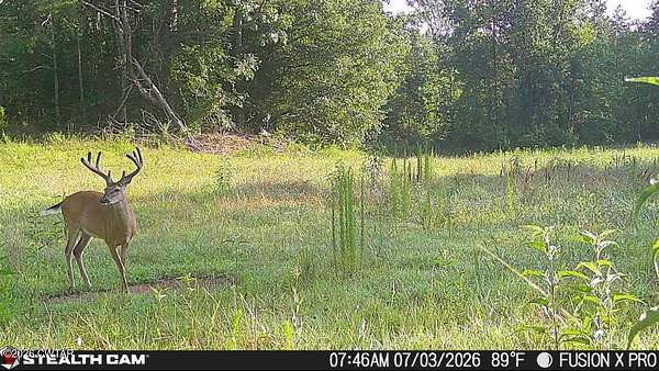 Land for Sale in Pocahontas, Tennessee