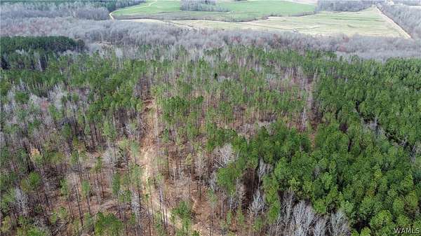 120 Acres of Recreational & Residential Land for Sale in Kennedy, Alabama