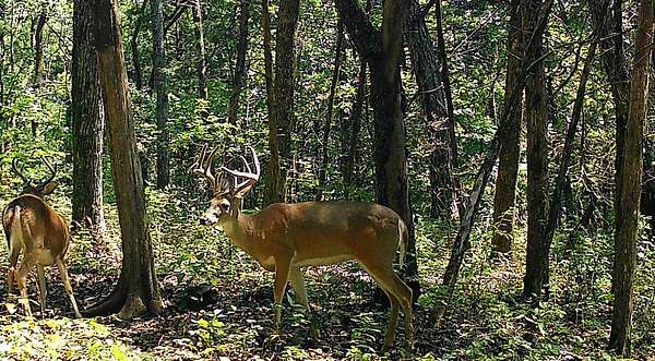 81 Acres of Land for Sale in Auburntown, Tennessee