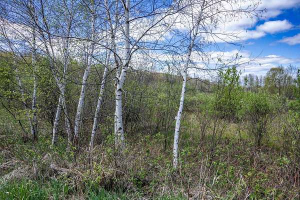70 Acres of Recreational & Residential Land for Sale in Necedah, Wisconsin