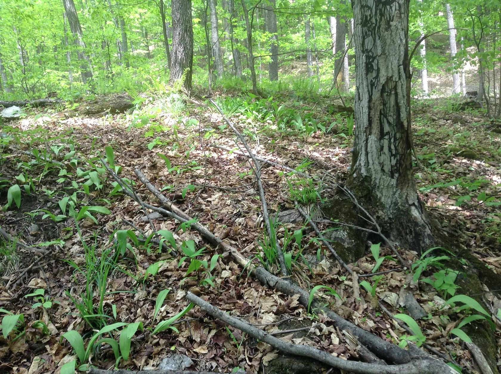 120 Acres of Recreational & Residential Land for Sale in Corinth, Vermont