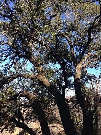 5 Acres of Land for Sale in Graford, Texas