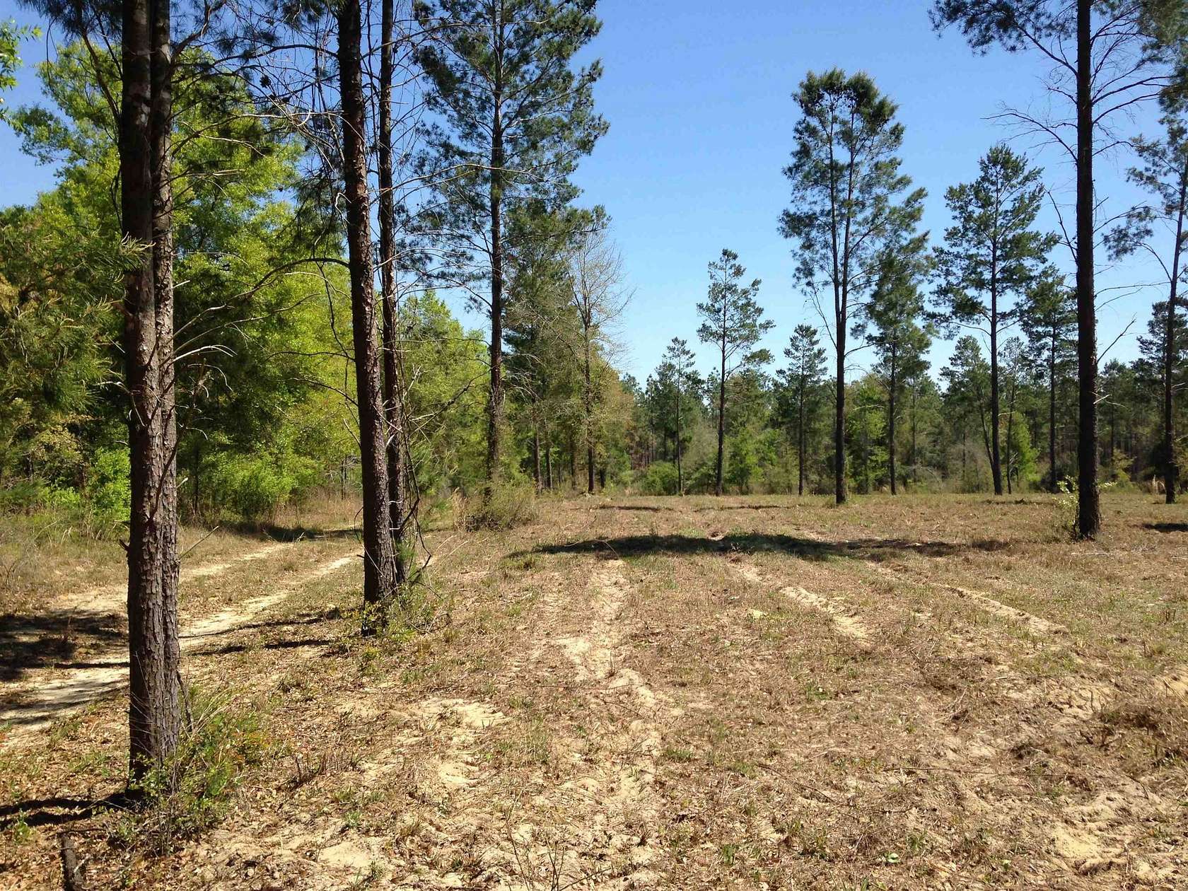 30 Acres of Land for Sale in Lee, Florida