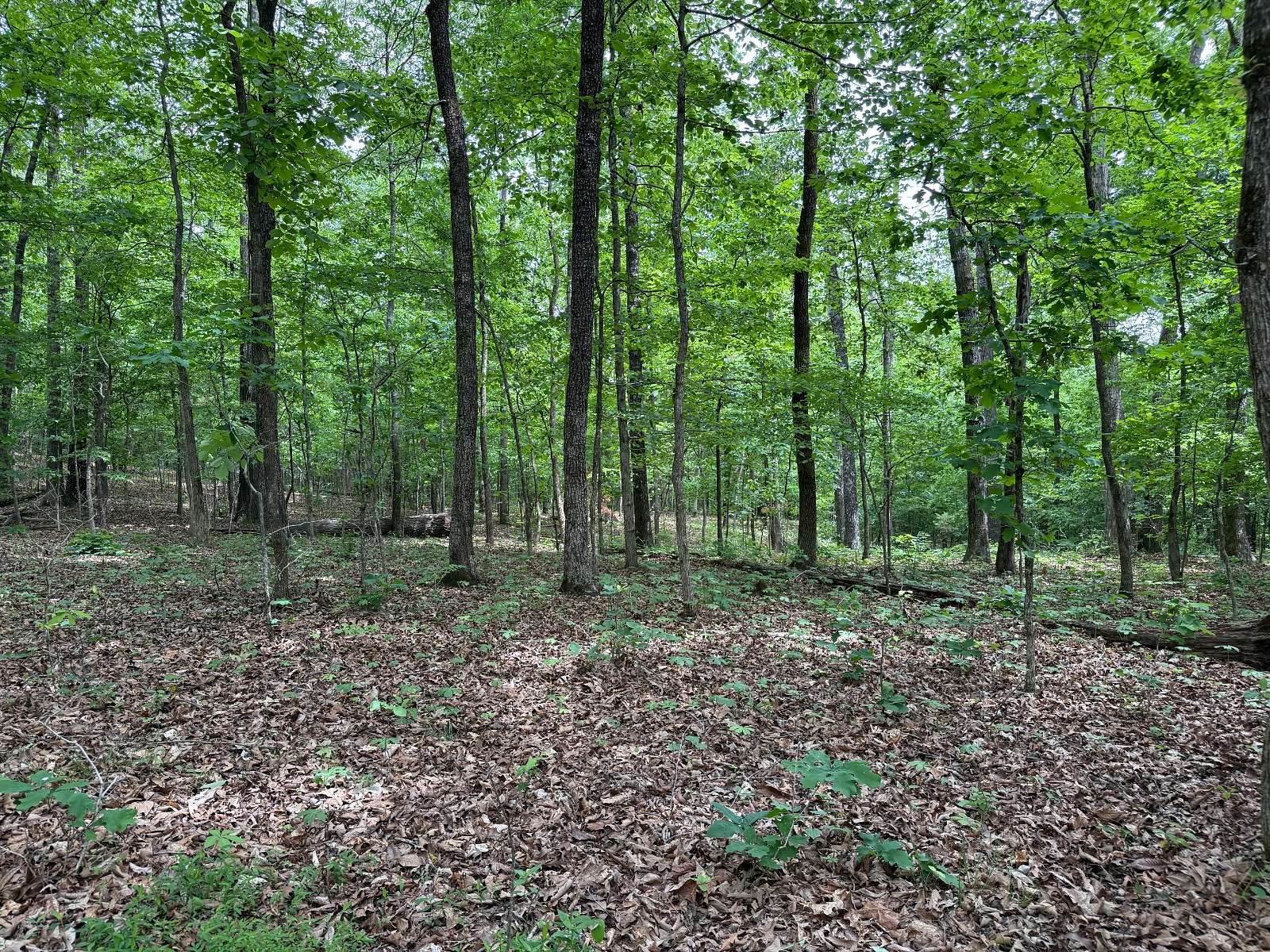 8.85 Acres of Land for Sale in Smithville, Arkansas
