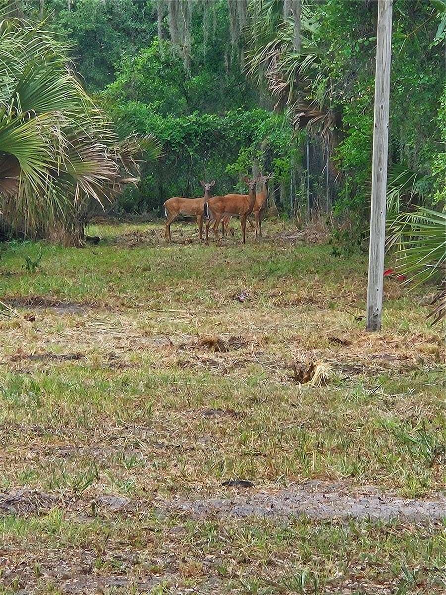 3.63 Acres of Residential Land for Sale in Geneva, Florida