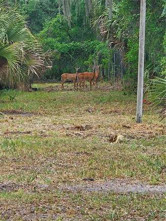 3.63 Acres of Residential Land for Sale in Geneva, Florida