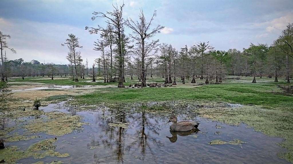 712 Acres of Recreational & Residential Land for Sale in Carthage, Texas