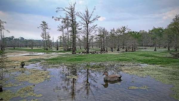 712 Acres of Recreational & Residential Land for Sale in Carthage, Texas