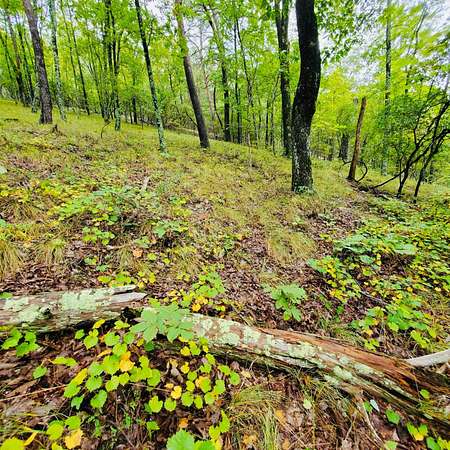 75.4 Acres of Recreational Land for Sale in Rutledge, Tennessee