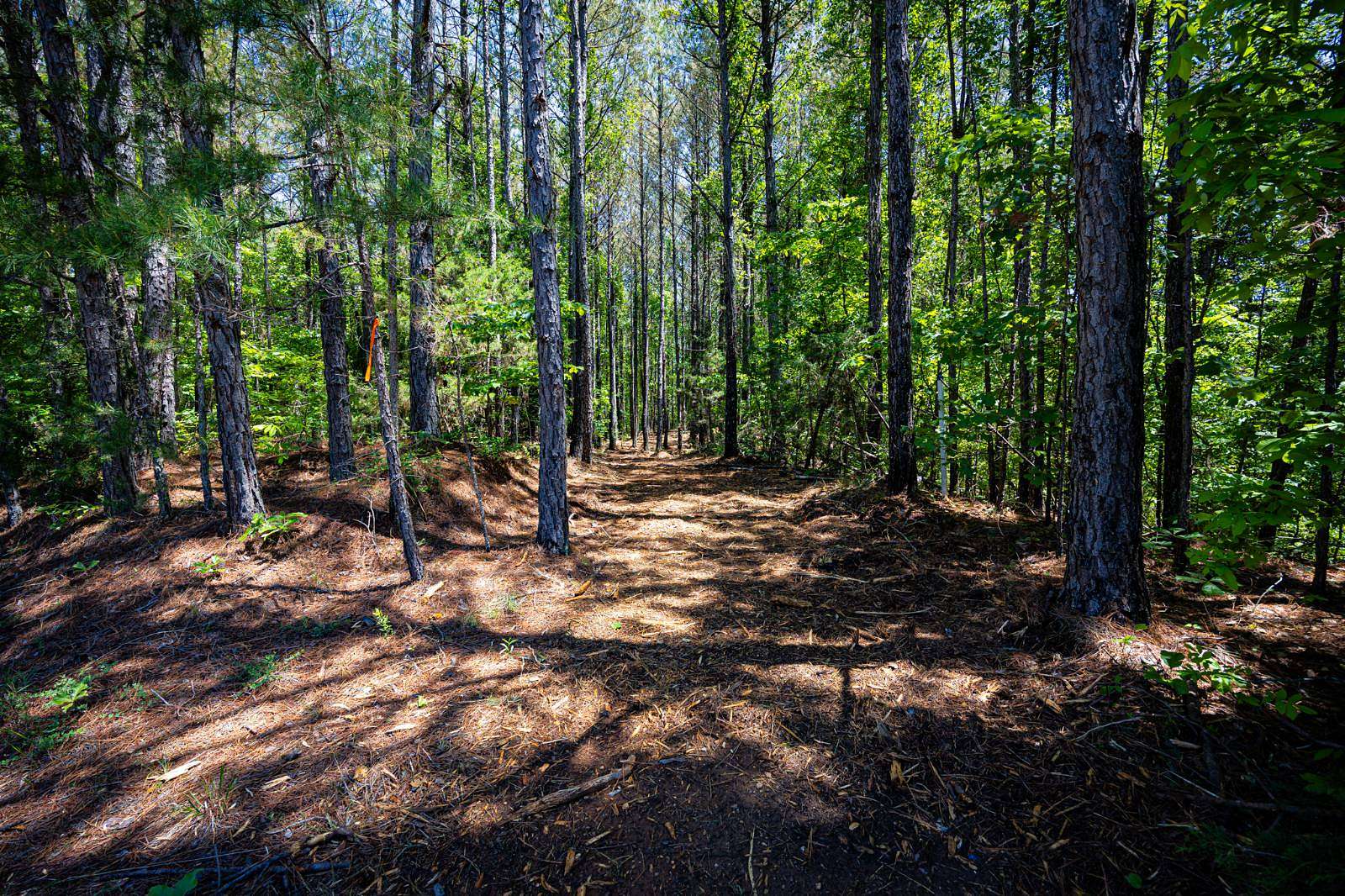 17 Acres of Recreational & Residential Land for Sale in Fulton, Mississippi