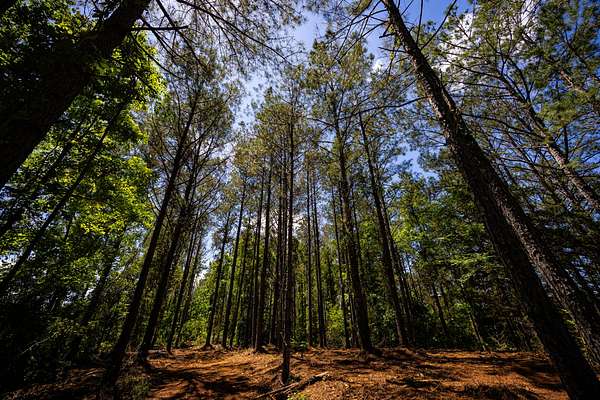 8 Acres of Residential Land for Sale in Fulton, Mississippi