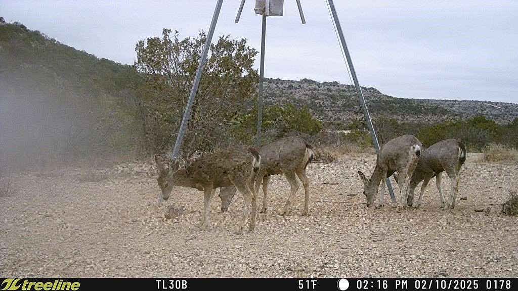 686 Acres of Recreational Land for Sale in Sanderson, Texas