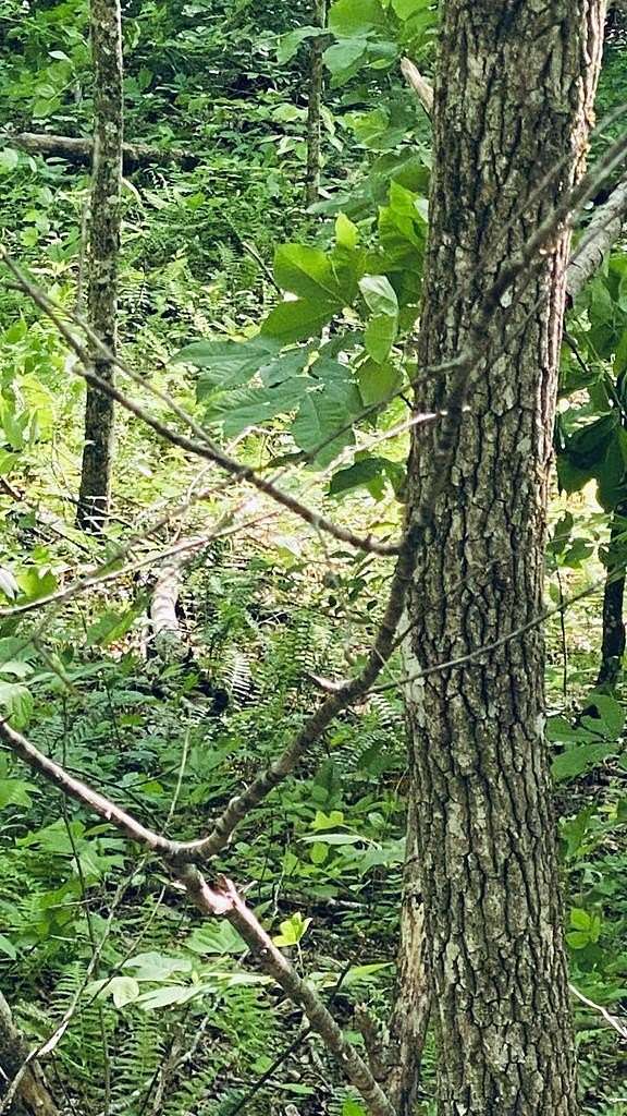2 Acres of Land for Sale in Sylva, North Carolina