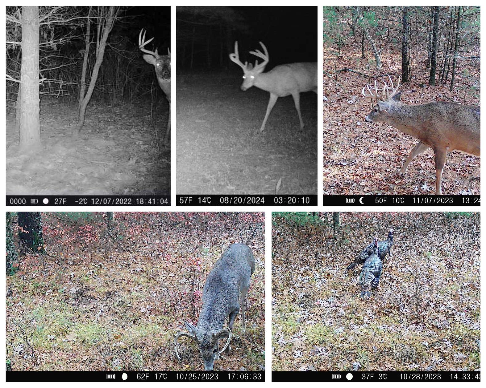17.5 Acres of Land for Sale in Adams, Wisconsin