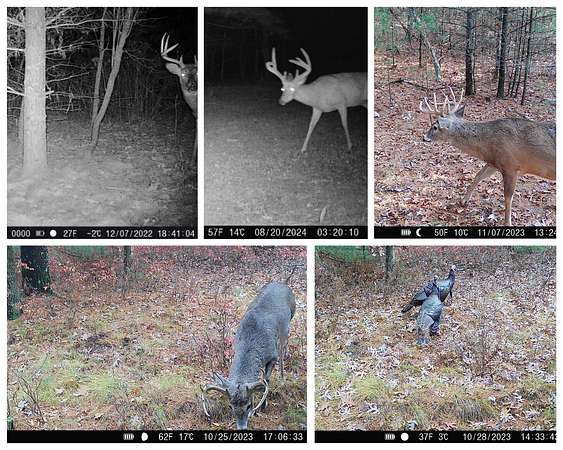17.5 Acres of Land for Sale in Adams, Wisconsin