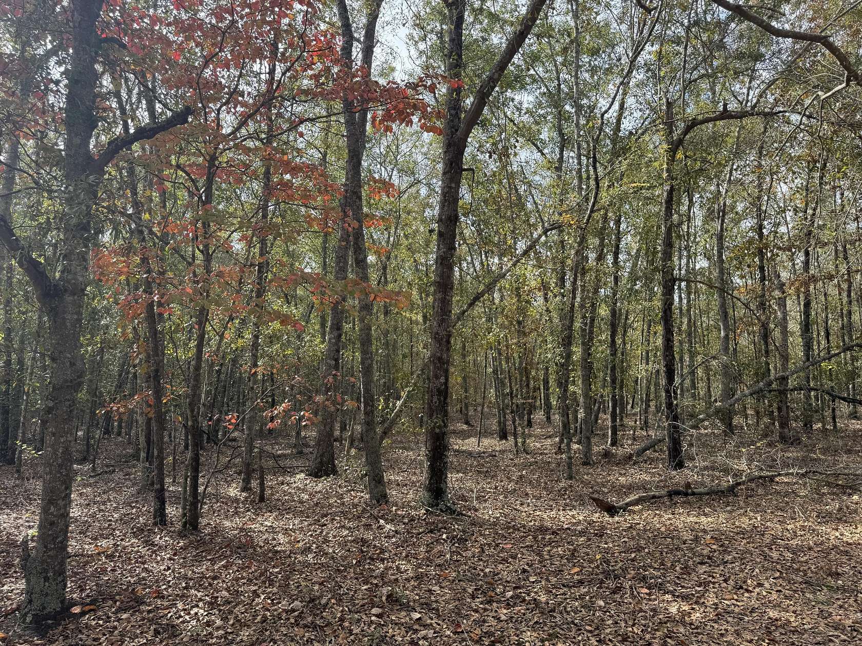 5.18 Acres of Residential Land for Sale in Blythe, Georgia
