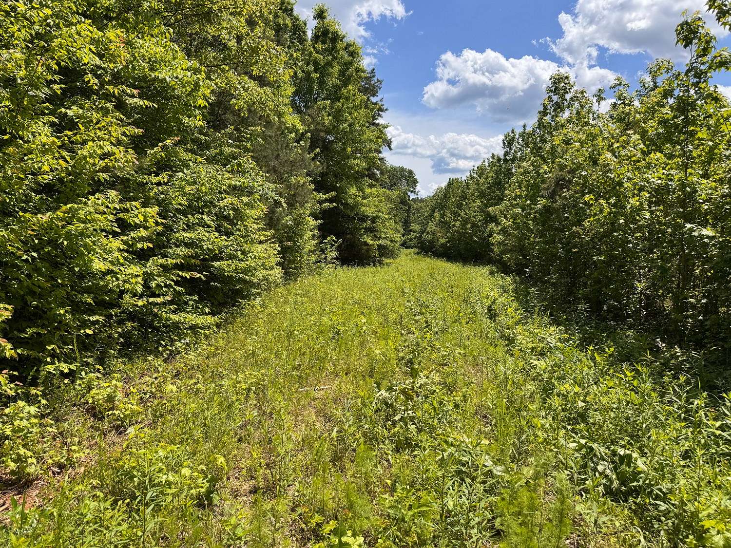 30.3 Acres of Agricultural Land for Sale in Savannah, Tennessee