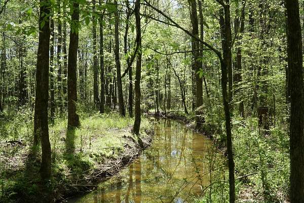 10 Acres of Recreational & Residential Land for Sale in Eldridge, Alabama