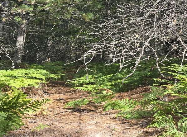 20.2 Acres of Recreational Land for Sale in Kellogg, Idaho