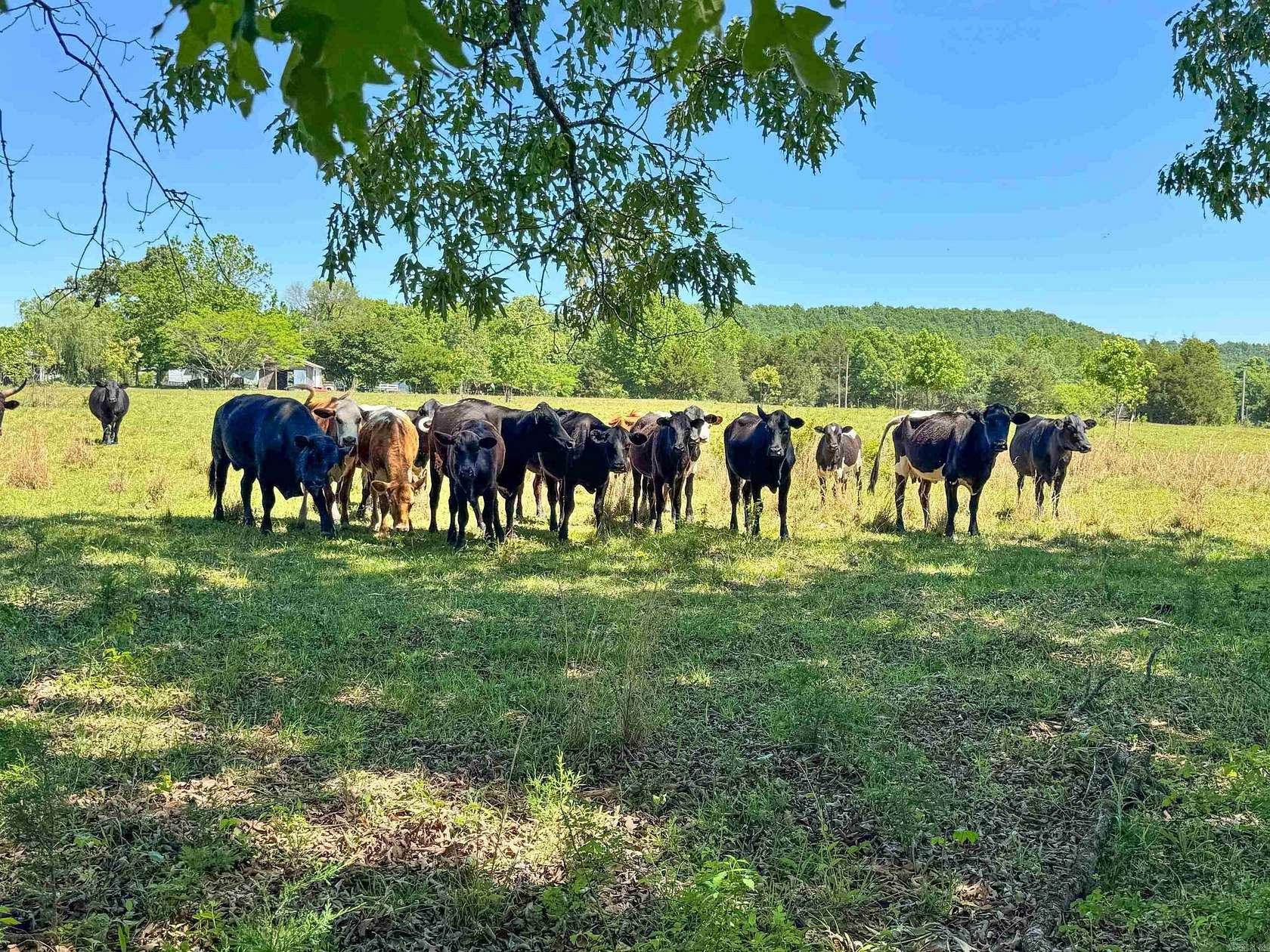 4 Acres of Residential Land for Sale in Quitman, Arkansas