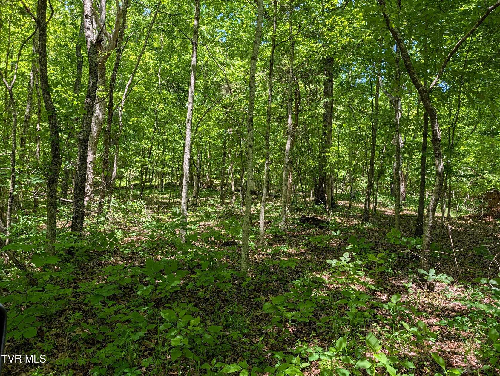 26 Acres of Recreational & Residential Land for Sale in Rogersville, Tennessee
