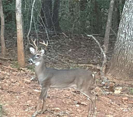 5.43 Acres of Residential Land for Sale in Dahlonega, Georgia