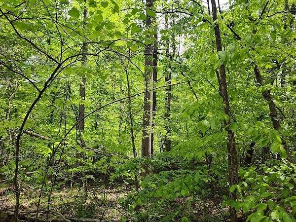 61.5 Acres of Recreational Land for Auction in Hillsboro, Kentucky