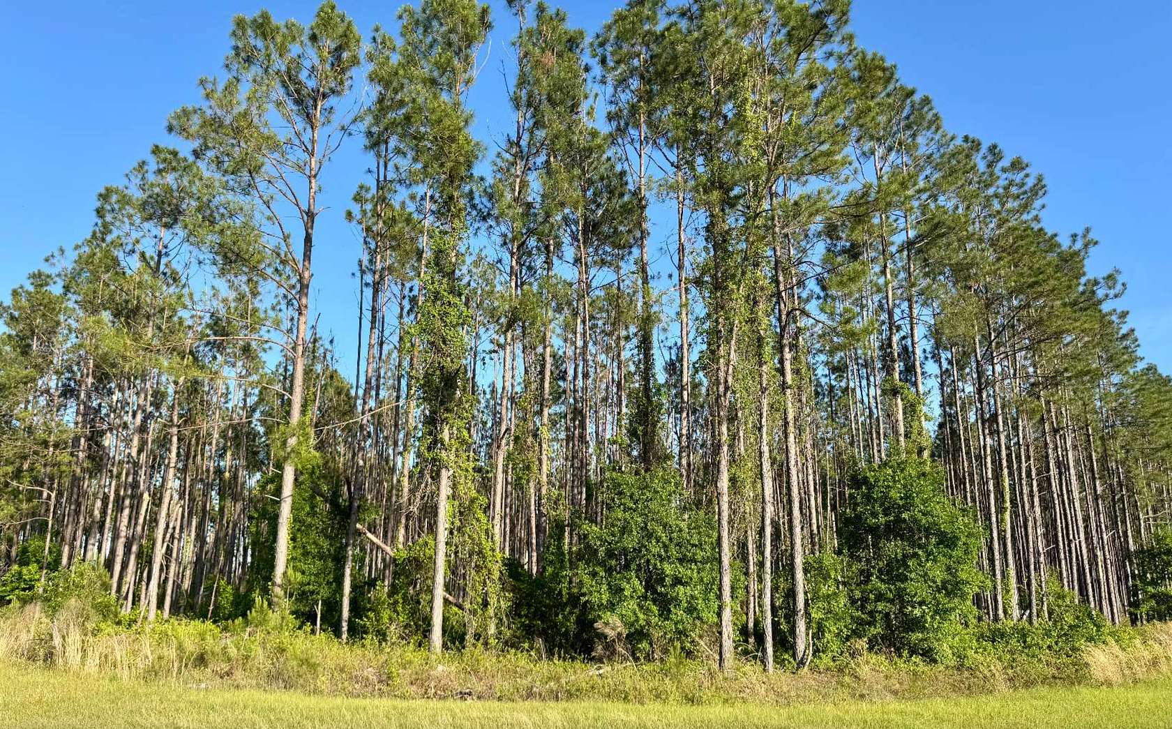 21.6 Acres of Agricultural Land for Sale in Jennings, Florida
