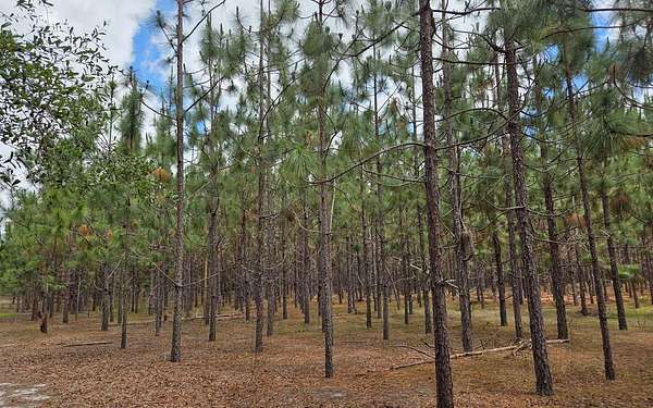 15 Acres of Agricultural Land for Sale in Live Oak, Florida