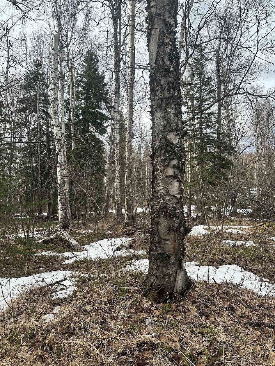 1.84 Acres of Residential Land for Sale in Salcha, Alaska
