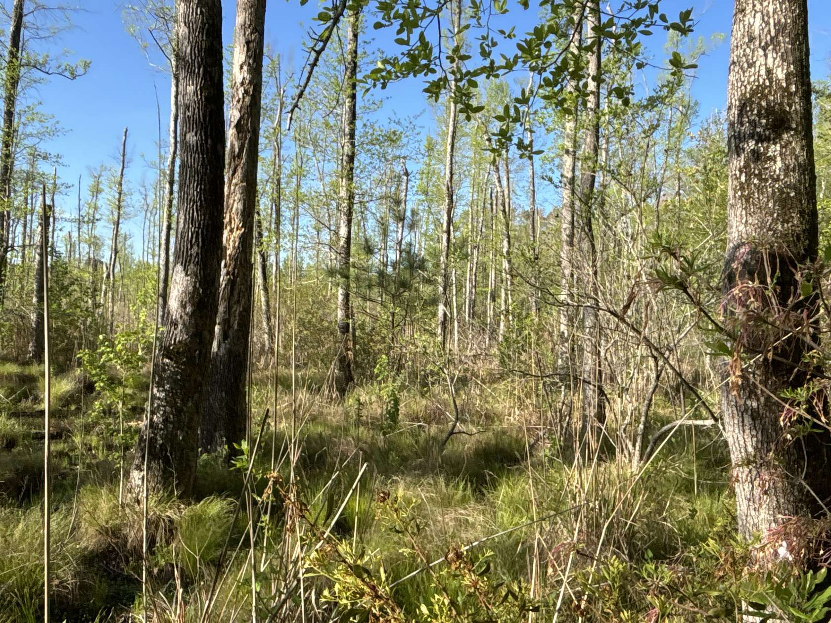 40 Acres of Land for Sale in Atlanta, Arkansas
