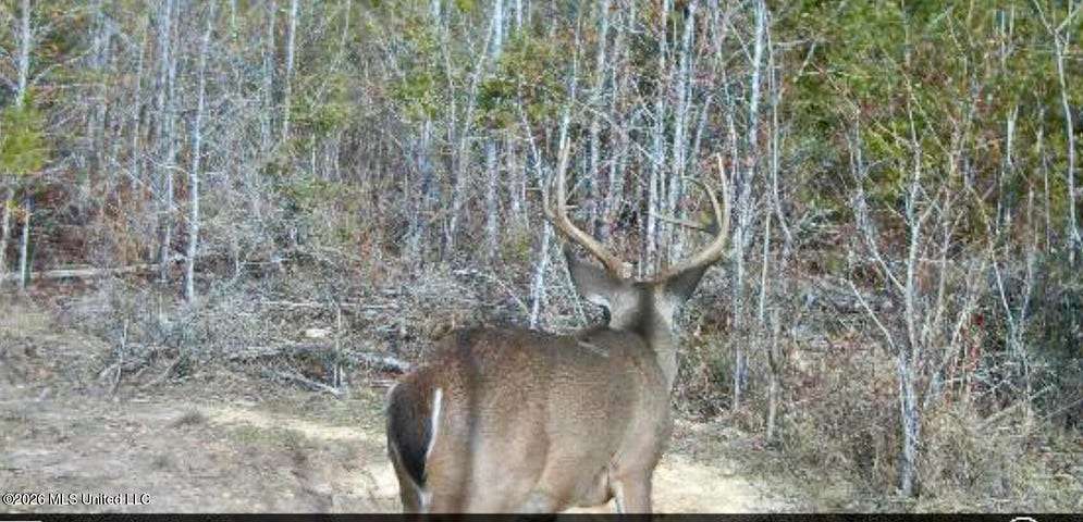 28.9 Acres of Land for Sale in Silver Creek, Mississippi