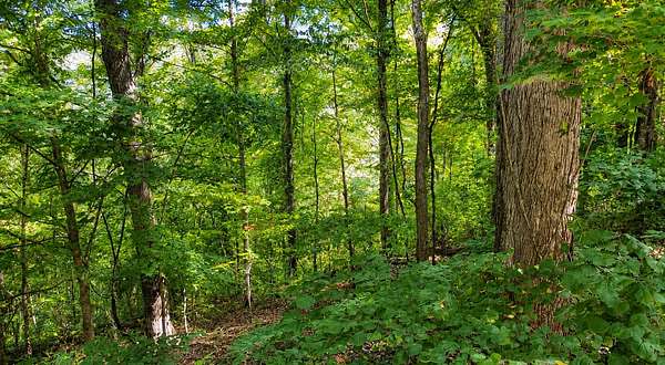 0.5 Acres of Residential Land for Sale in Smithville, Tennessee