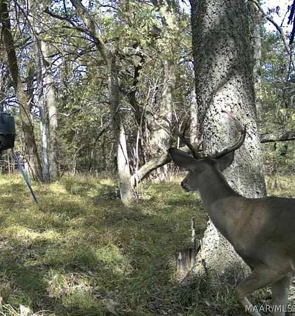 26 Acres of Land for Sale in Hayneville, Alabama