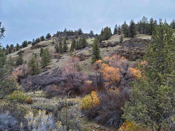 11 Acres of Recreational & Residential Land for Sale in Hornbrook, California
