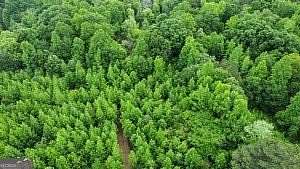 4.84 Acres of Residential Land for Sale in Summerville, Georgia