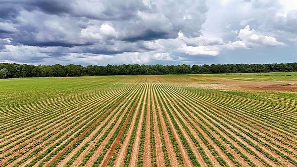 361 Acres of Land for Sale in Blakely, Georgia