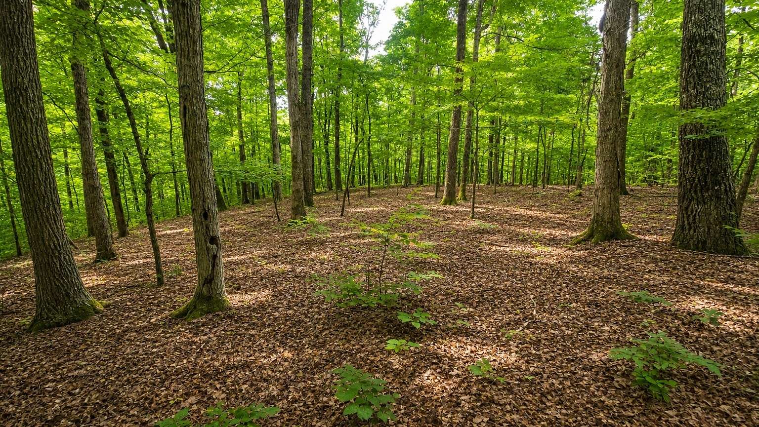 6.34 Acres of Residential Land for Sale in Dickson, Tennessee