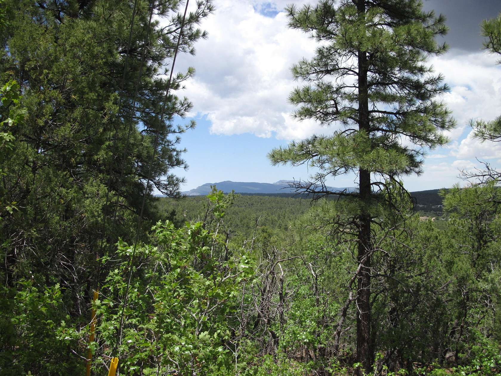 13 Acres of Land for Sale in Tijeras, New Mexico