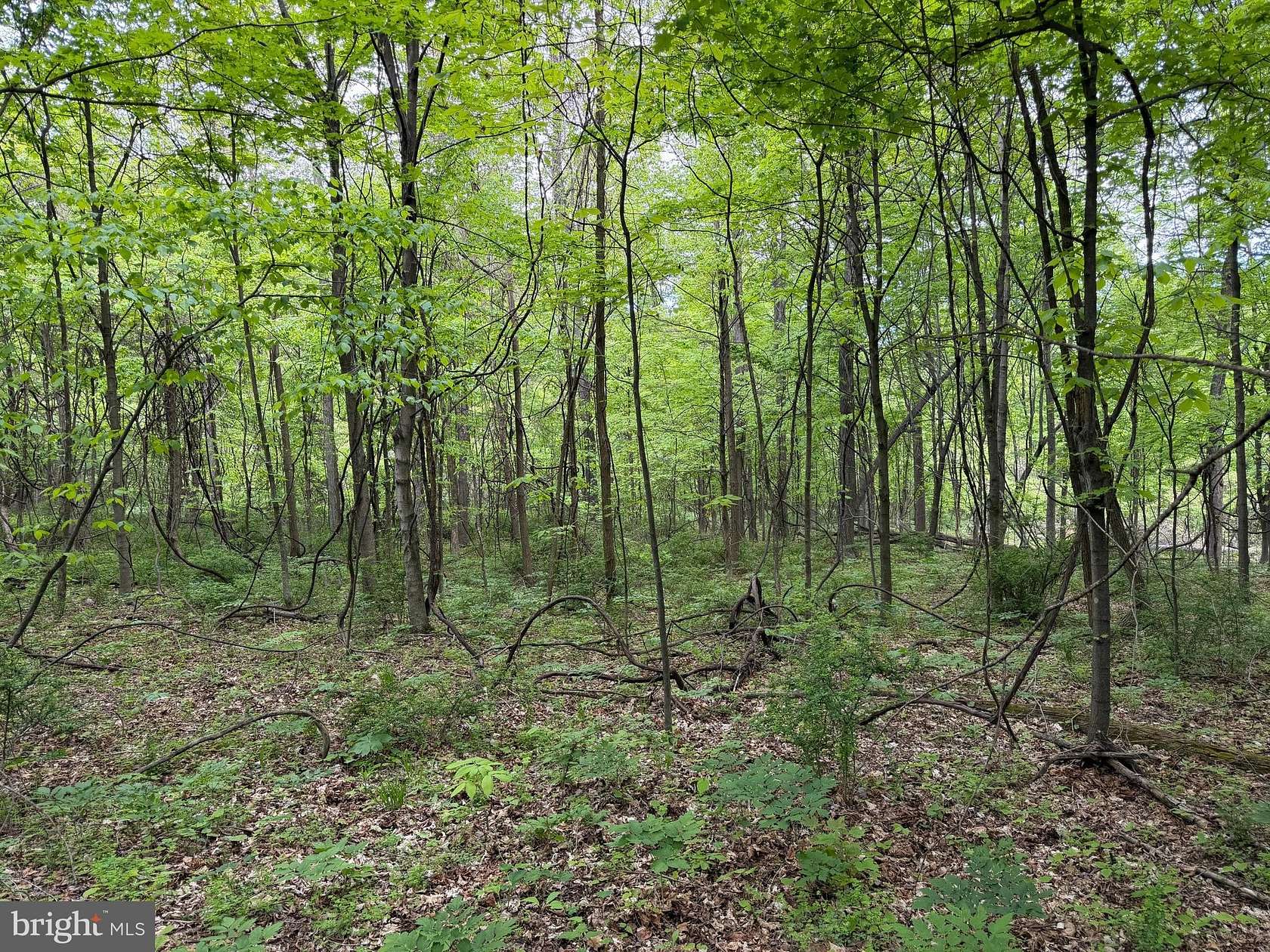 42.9 Acres of Recreational Land for Sale in Bedford, Pennsylvania